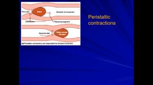 Peristaltic and Segmentation Contraction in GIT (Gastrointestinal Tract)