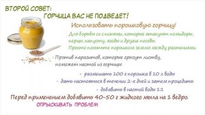 СИЛЬНЕЙШЕЕ ТОПЛИВО ДЛЯ ЛЮБЫХ РАСТЕНИЙ! Сода, горчица, дрожжи и соль на защите урожая!