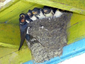 Ласточки в гнезде.