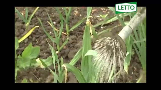 рофатокс: избавляемся от МЕДВЕДКИ (капустянки) смотреть онлайн