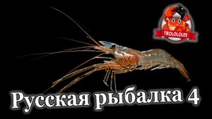 Русская рыбалка 4 Ловим на креветку