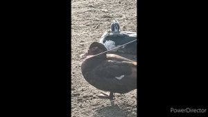 Как отличить утиное яйцо? И можно ли его употреблять в пищу?