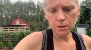 Забор из туй