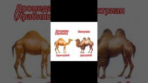 Поучительное мульт-видео для детей.«Семья животных, которые живут на ферме»(на русском языке)