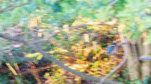 SONY α9 Ver.5.0 + SIGMA 100-400mm リアルタイムトラッキング野鳥・カワセミ撮影（4K）