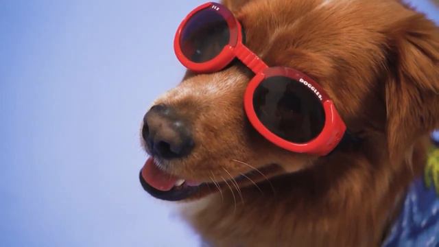 Не хватает любви заведи собаку Некому отдать свою любовь заведи кошку смотреть онлайн