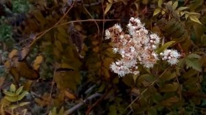 Рябинник рябинолистный продолжает цвести в октябре Fieldfare continues to bloom in October 继续在 月开花