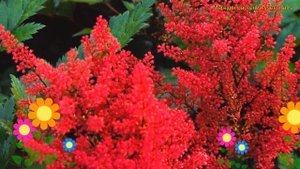 Астильба арендса Эльз Шлук. Краткий обзор, описание характеристик astilbe arendsii Else Schluck