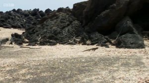 Эпичная погоня змей за ящерицей