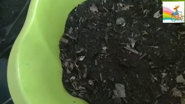 Пересадка Шефлеры
