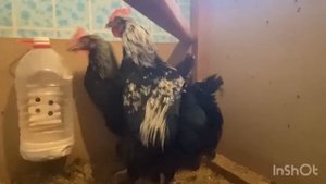 Породы кур на 2023 год