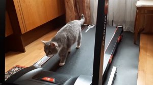 Научил кошку тренироваться на беговой дорожке.