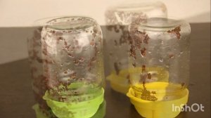 Баночный метод проращивания микрозелени на примере пак-чой и татсой