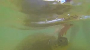 Погода в Шри Ланке в январе