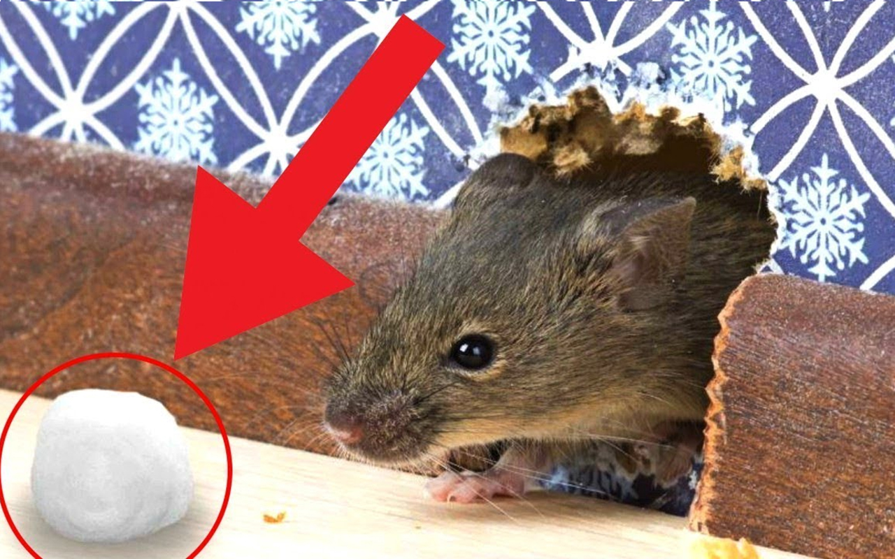 Убери мышку. Get rid of Mice. Get rid of rats. How to Kill Mouse.