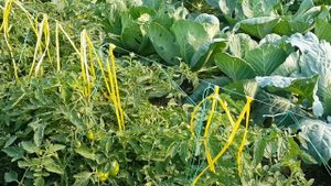 ✅ Помидоры "Буян" ("Боец")