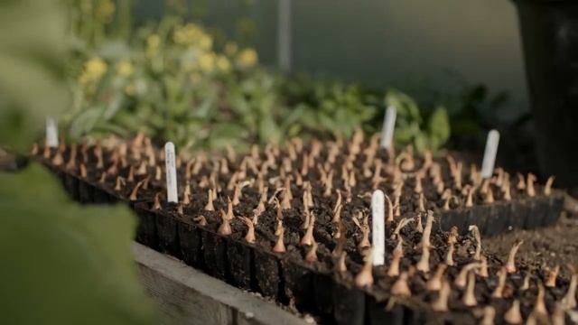 Что Посеять в Феврале для Самообеспечения смотреть онлайн