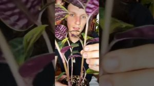 Geogenanthus poeppigii–The Seersucker Plant