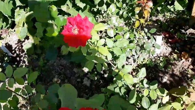 ЮККА, ИМПЕРАТРИЦА ФАРРАХ , АНХЕЛА , ЛАМБАДА , КЛОД БРАССЕР, ДАБЛ ДИ ЛАЙТ , ГЛОРИЯ ДЭЙ , ХАЙДИ КЛУМ смотреть онлайн