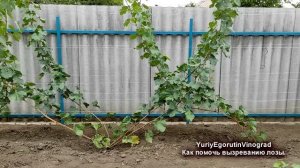 ? Начни уже СЕГОДНЯ! Как УСКОРИТЬ ВЫЗРЕВАНИЕ ЛОЗЫ молодого винограда. Схема ПОЛИВОВ и ПОДКОРМОК!