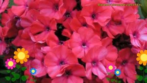 Флокс метельчатый Тенор. Краткий обзор, описание характеристик phlox paniculata Tenor