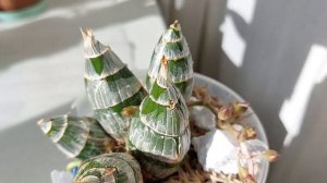 И всё-таки она не подвела! Цветоносы моей малышки, Clowesia Jumbo Grace . Катасетум/орхидея морковк