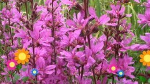 Дербенник иволистный Дропмор Пёрпл. Краткий обзор, описание lythrum salicaria Dropmore Purple