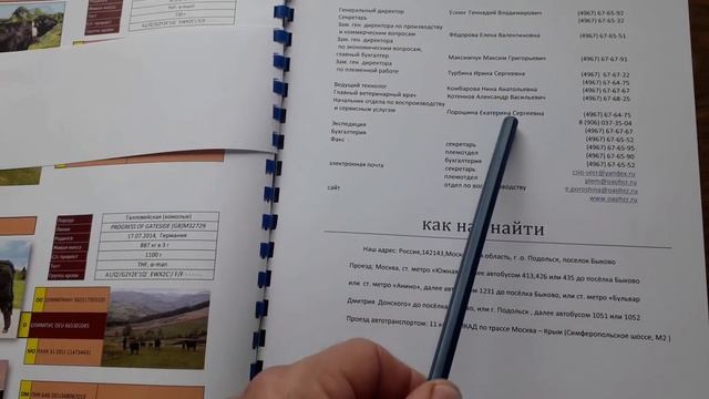 Симменталы . Помеси лимузина с симменталами и герефордами.  КФХ МЖЕЛЬСКАЯ СВЕТЛАНА ИВАНОВНА.