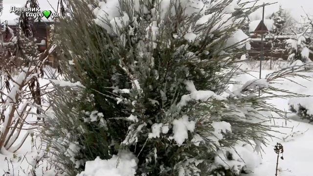 Что натворил снегопад в моём саду. Обзор сада. Растения с названиями. HD #чтопосадить #работывсаду