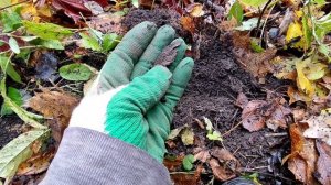 КОП в лесу с Nokta Makro Simplex LITE