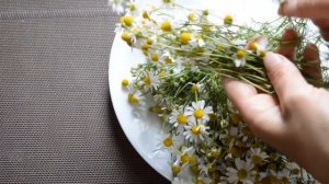 Заготовка РОМАШКИ ЛЕКАРСТВЕННОЙ - когда и как собирать, сушить, хранить. Сушка В КРОНЕ ДЕРЕВА!