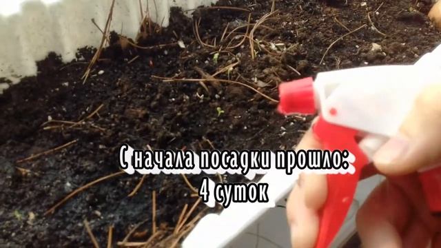 Зелень на подоконнике - в жизни нужно попробовать все!