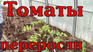 Как быстро и правильно посадить переросшие томаты.....