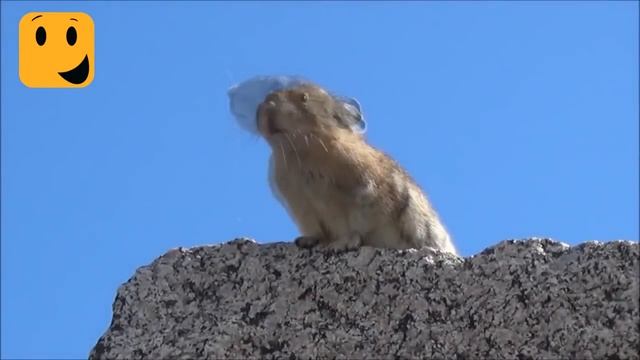 Мега Приколы: смешные картинки, видеоприколы ,мемы смотреть онлайн