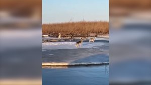 Современные дед Мазай и зайцы