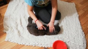 Фурминатор для кошек. Как вычесывать кота. Смотреть до конца!