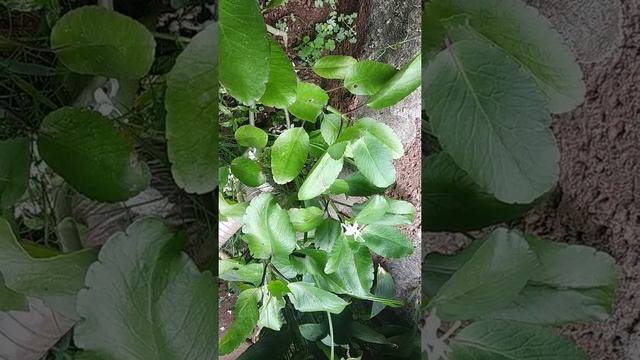 Bryophyllum plant