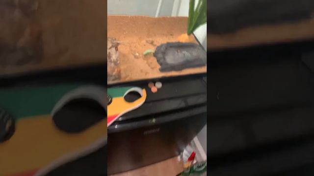 Agave смотреть онлайн