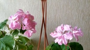 Лучшие сортовые пеларгонии. Обзор нежно-розовых пеларгоний. Пестролистная Chelsea Gem .Часть 2 .