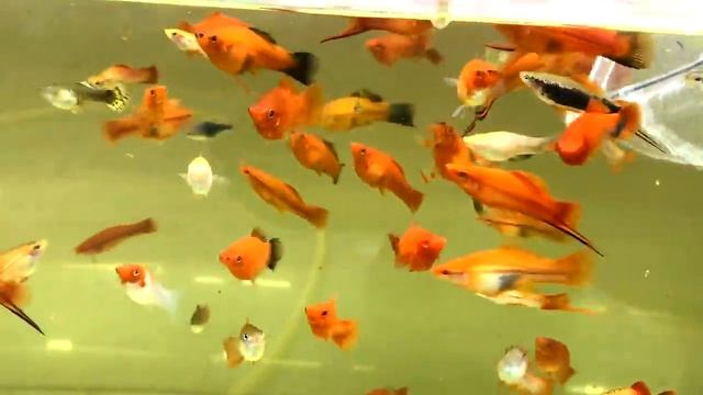 Снова полные нерестовики смотреть онлайн