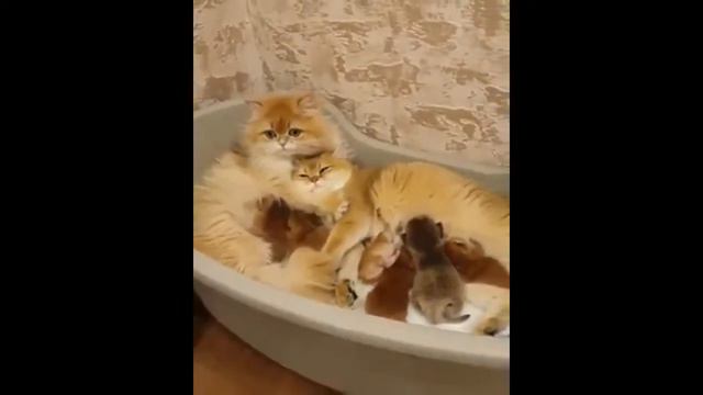 Самые чистые и искренние, отношения! )))) смотреть онлайн