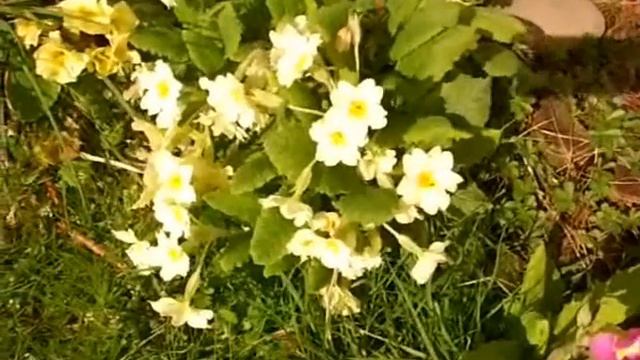 Nikki & Pete take The Primrose Path смотреть онлайн