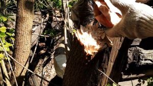 Удаление деревьев на участке доступным способом