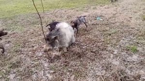 Охотничьи универсальные собаки. Немецкий курцхаар, Русский спаниель