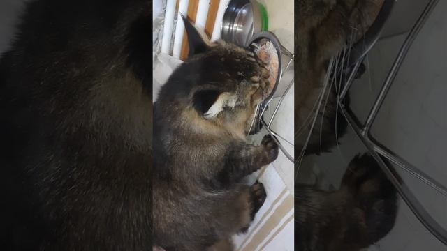 Завтрак кота, д-345 Фунчоза, паштет для кошек смотреть онлайн