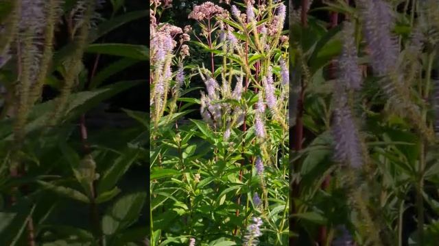 Native Bees on Veronicastrum 'Fascination'