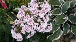 #phlox #Twister #флокс / Флокс метельчатый Твистер (лат. phlox paniculata Twister). Краткий обзо