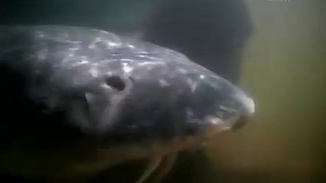 Ловля Монстра. Белый Осетр