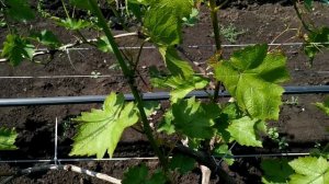 ? Если нет соцветий. Майский СЕКРЕТ  УРОЖАЯ винограда без соцветий. Ранняя прищипка побега.