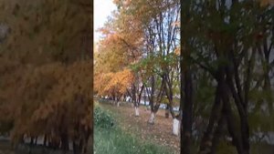 Рябина осенью